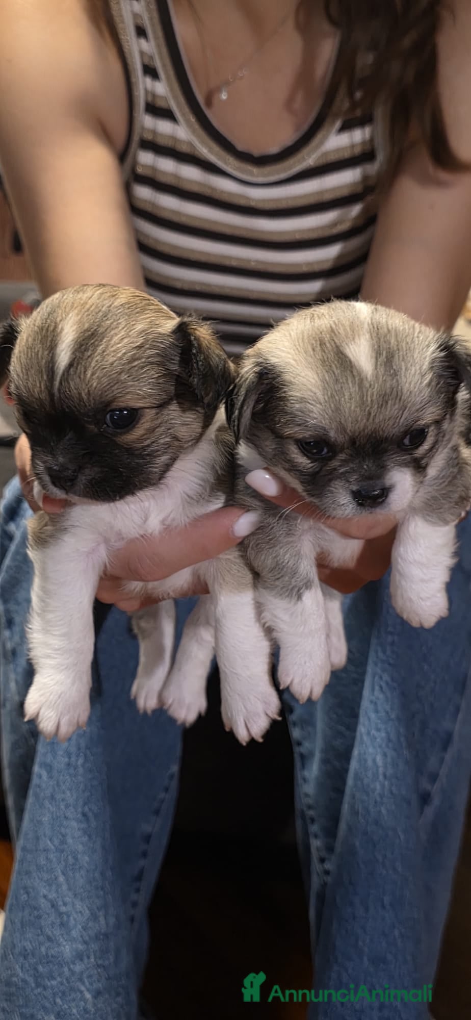 Chihuahua cani Cuccioli di chihuahua disponibili - Annuncio 1
