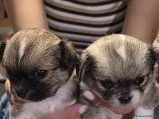 Chihuahua cani Cuccioli di chihuahua disponibili - Annuncio 1