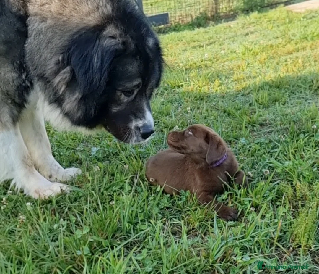 Labrador cani in vendita: cuccioli di labrador - Annuncio 2
