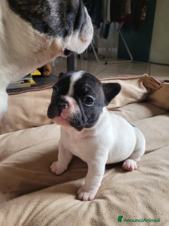 Bulldog Francese cani bulldog francese cuccioli - Annuncio 3