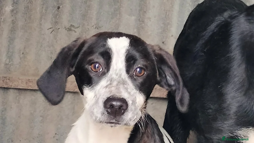 Meticcio cani in regalo: BROOKE a Provincia di Frosinone - Annuncio 1