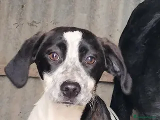 Meticcio cani BROOKE a Provincia di Frosinone - Annuncio 38