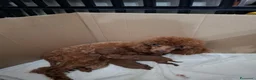 Barboncino Toy cani in vendita: Barboncini Toy - Annuncio 1