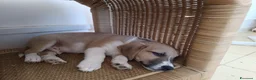 Meticcio cani in regalo: Cucciolo di taglia piccola  - Annuncio 4