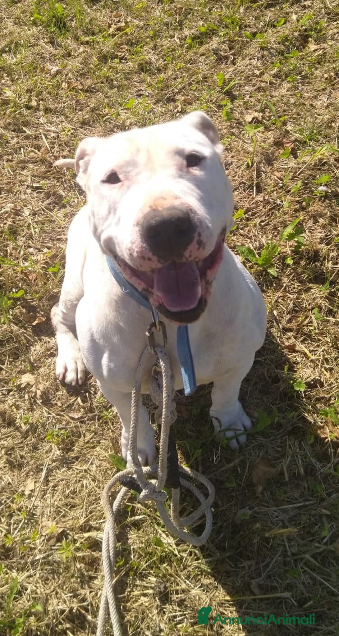 Bull Terrier cani ADOZ.DEL💔:7 anni chiuso al buio in garage! - Annuncio 1