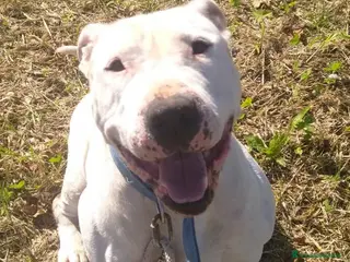 Bull Terrier cani ADOZ.DEL💔:7 anni chiuso al buio in garage! - Annuncio 1