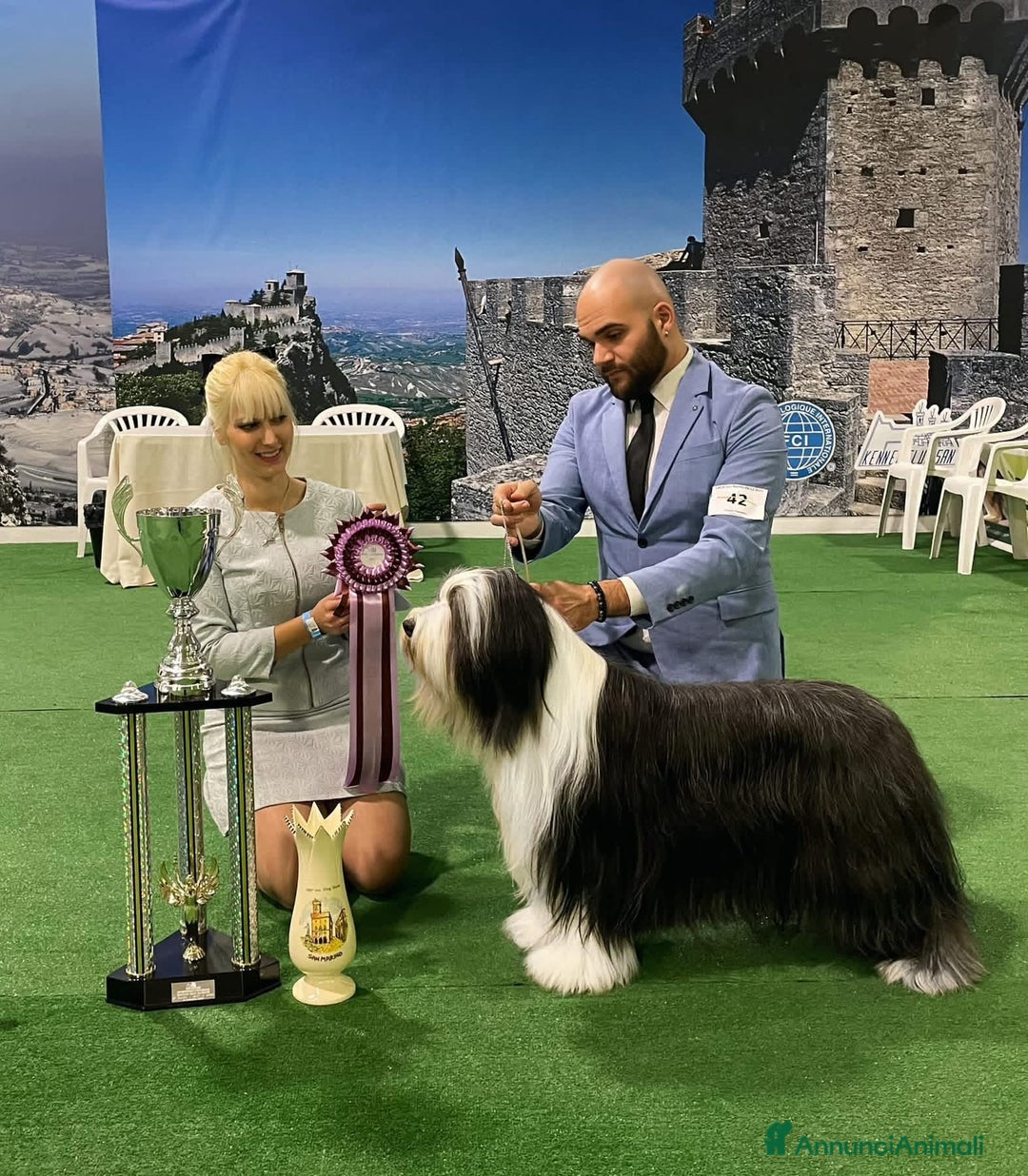 Bearded Collie cani in vendita: Bearded collie  - Annuncio 1