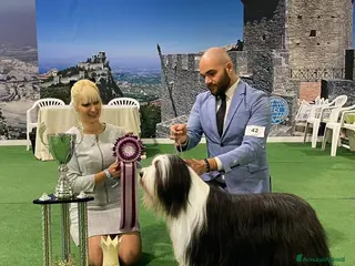 Bearded Collie cani Bearded collie - Annuncio 26