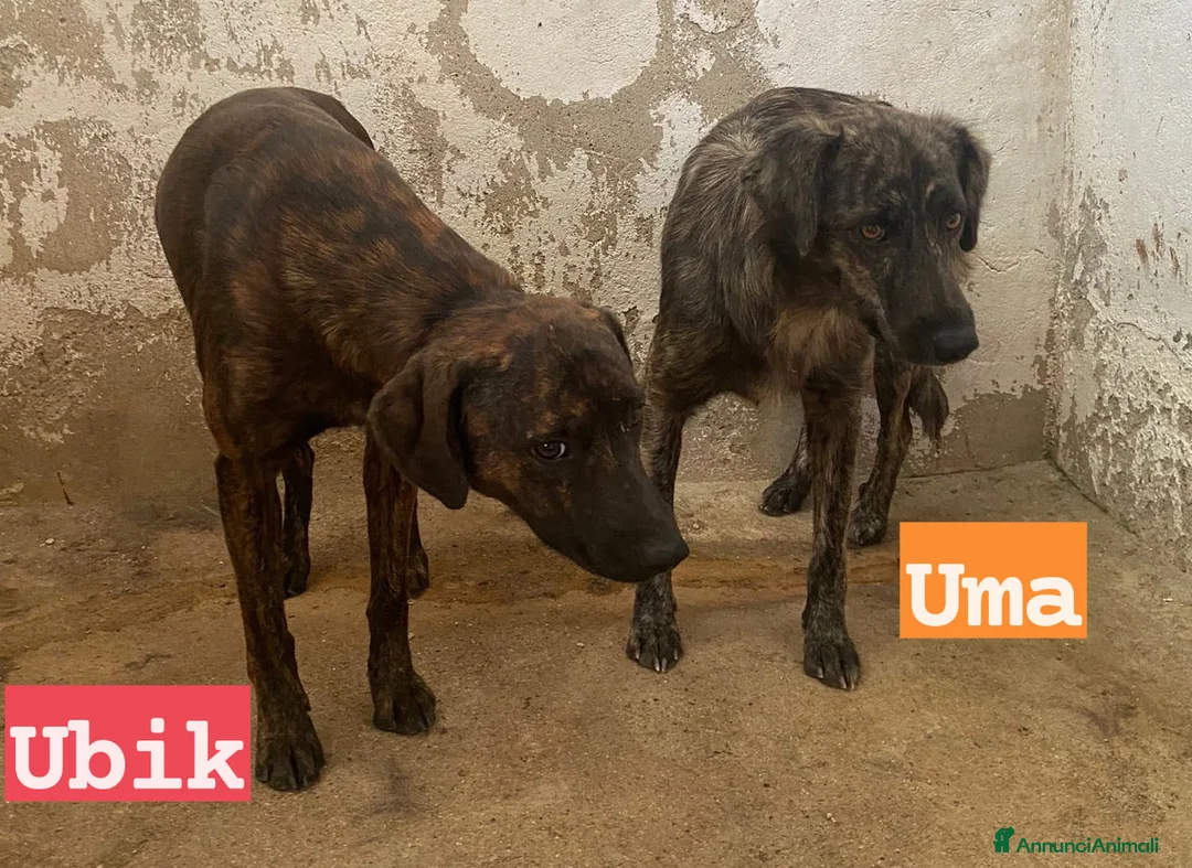 Meticcio cani in regalo: UMA e UBIK  mamma e figlio 2 tigratini - Annuncio 5