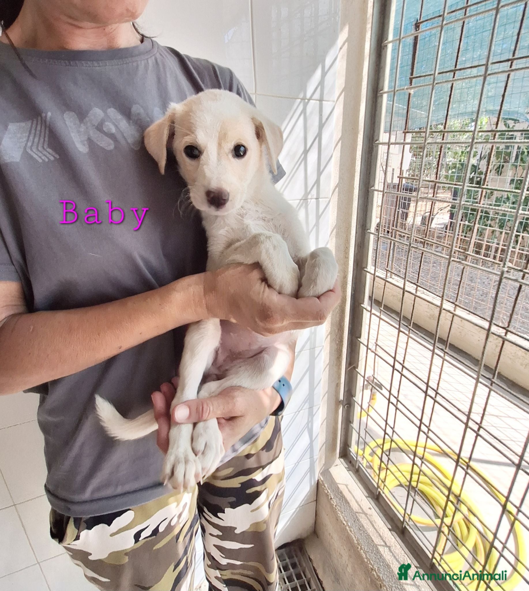 Meticcio cani Baby dolcissima cucciola in adozione  - Annuncio 1