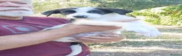 Meticcio cani in regalo: BEBA NON VUOLE VIVERE IN CANILE, IN ADOZIONE - Annuncio 4