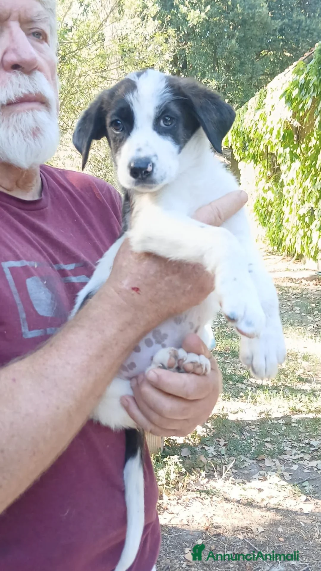 Meticcio cani in regalo: BEBA NON VUOLE VIVERE IN CANILE, IN ADOZIONE - Annuncio 4