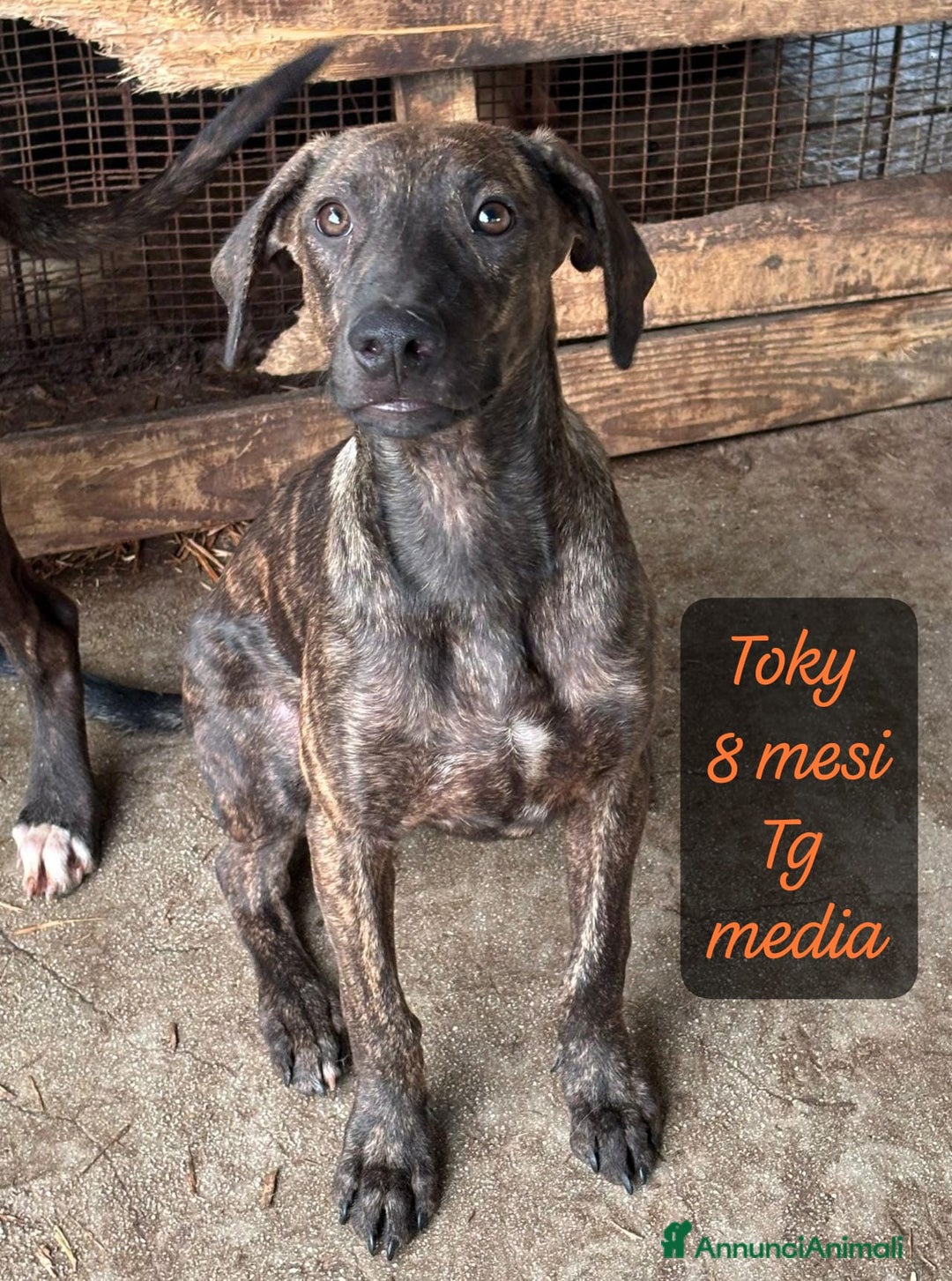 Meticcio cani in regalo: Cuccioli urgentemente cercano casa - Annuncio 6