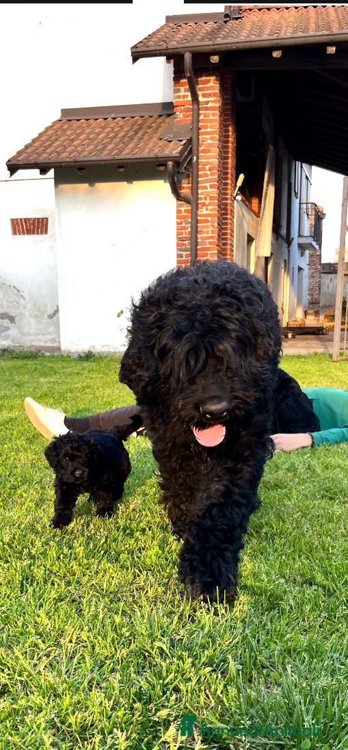 Terrier Nero Russo cani Disponibili 4 maschi Terrier nero russi - Annuncio 1