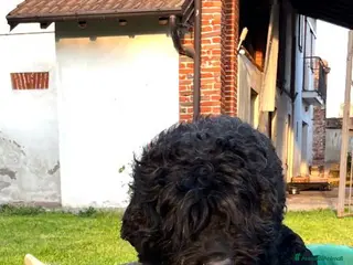 Terrier Nero Russo cani Disponibili 4 maschi Terrier nero russi - Annuncio 6