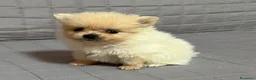 Spitz cani in vendita: Cuccioli Spitz Nano Tedesco di Pomerania a Libero consorzio comunale di Trapani - Annuncio 5