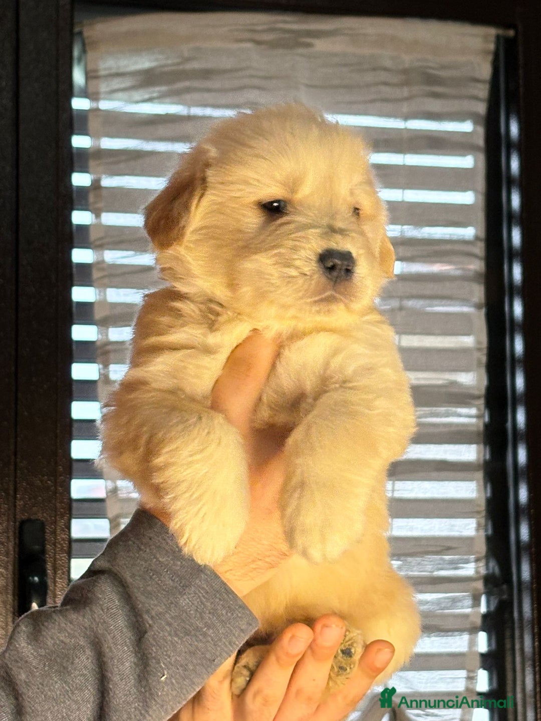 Golden Retriever cani in vendita: Ultime 2 Femmine Golden Retriever Selezionate - Annuncio 5