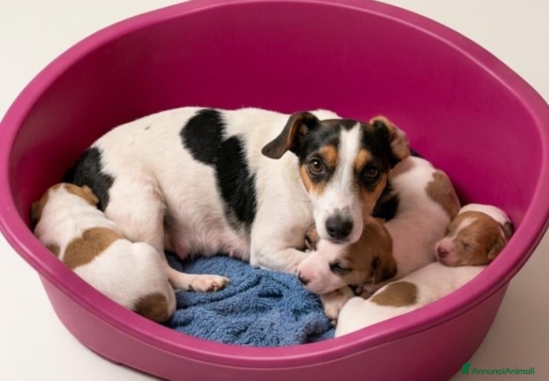 Jack Russell cani Cuccioli jack Russell  - Annuncio 25