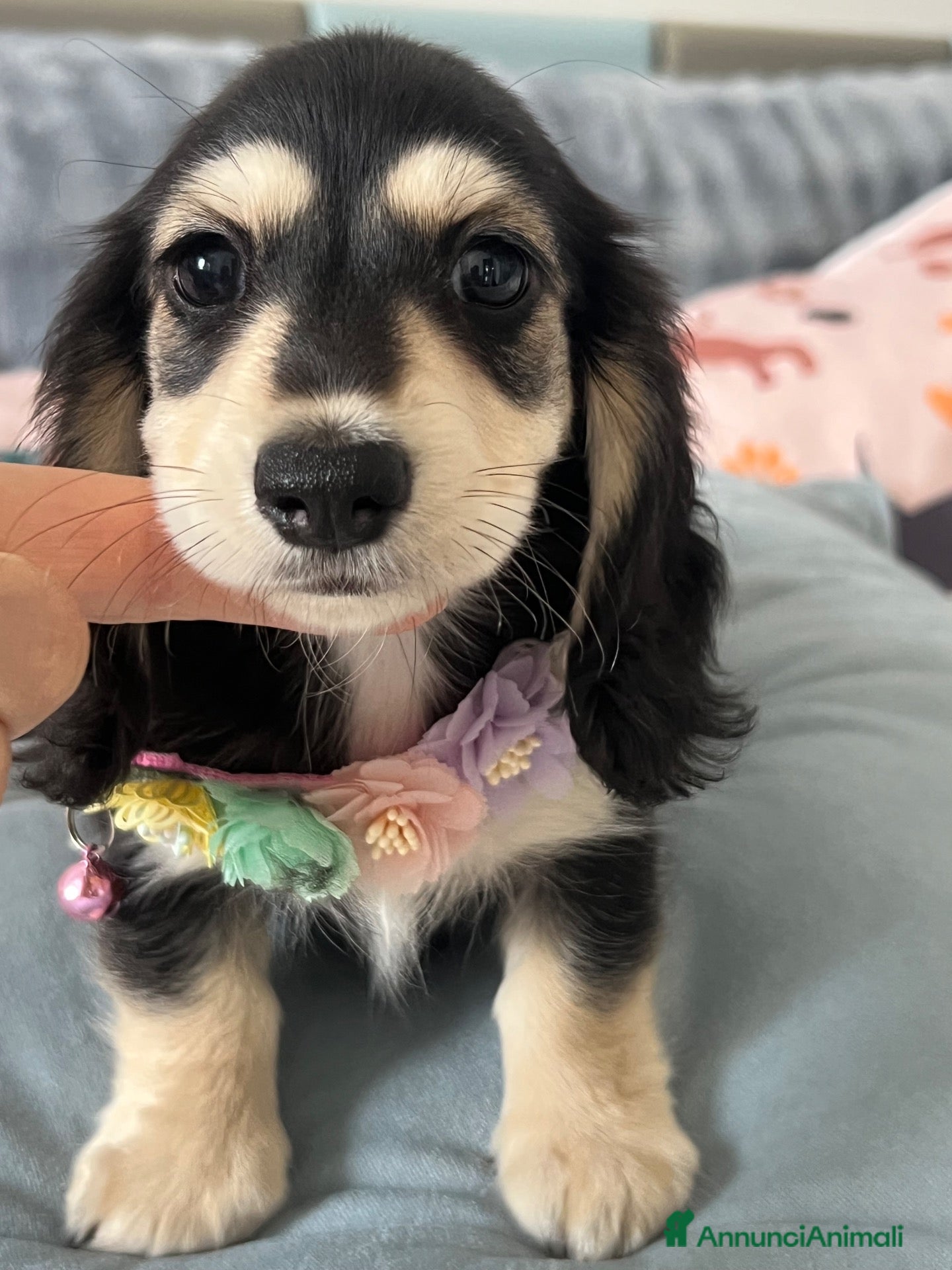 Bassotto Nano cani Bassotti a pelo lungo  - Annuncio 3