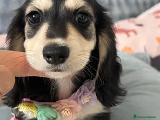 Bassotto Nano cani Bassotti a pelo lungo - Annuncio 3
