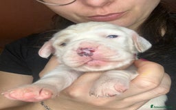 Setter Inglese cani in vendita: CUCCIOLI DI SETTER INGLESE a Provincia di Arezzo - Immagine 11