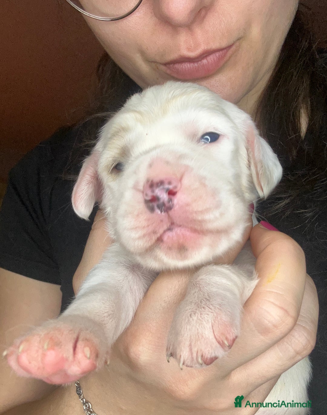 Setter Inglese cani in vendita: CUCCIOLI DI SETTER INGLESE a Provincia di Arezzo - Immagine 11