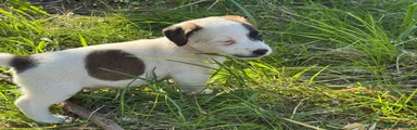 Jack Russell Cucciolo 2