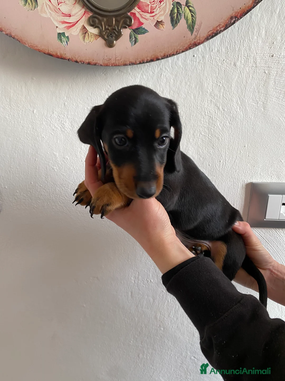 Bassotto cani in vendita: Bassotto nano tedesco  - Annuncio 1