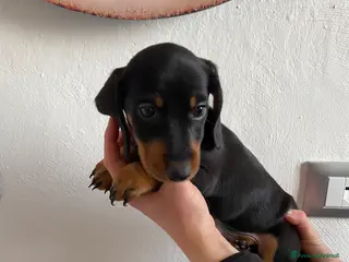 Bassotto cani Bassotto nano tedesco - Annuncio 32