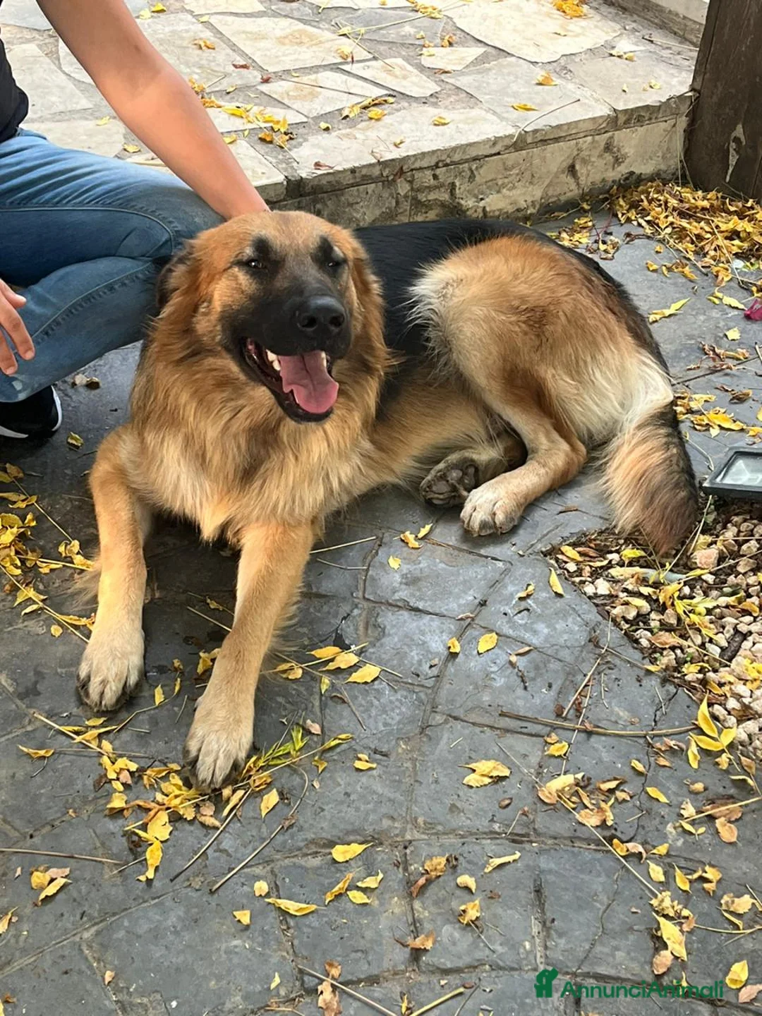Meticcio cani in regalo: Panko, un coccolone tutto da adottare - Annuncio 5