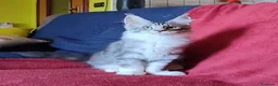 Maine Coon gatti in vendita: Meraviglioso maschietto Maine Coon  - Annuncio 1