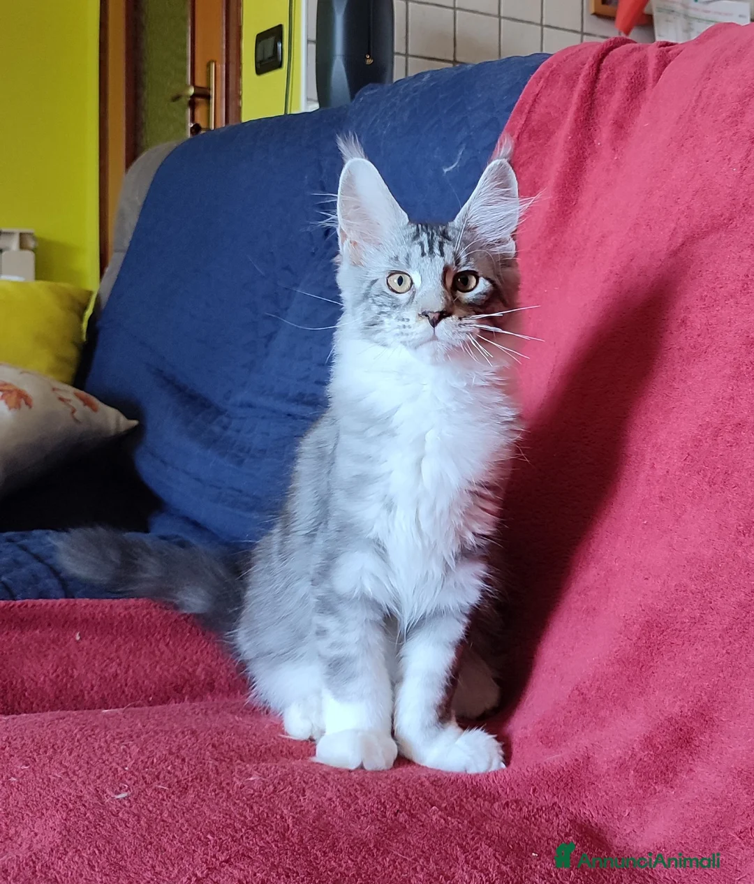 Maine Coon gatti in vendita: Meraviglioso maschietto Maine Coon  - Annuncio 1
