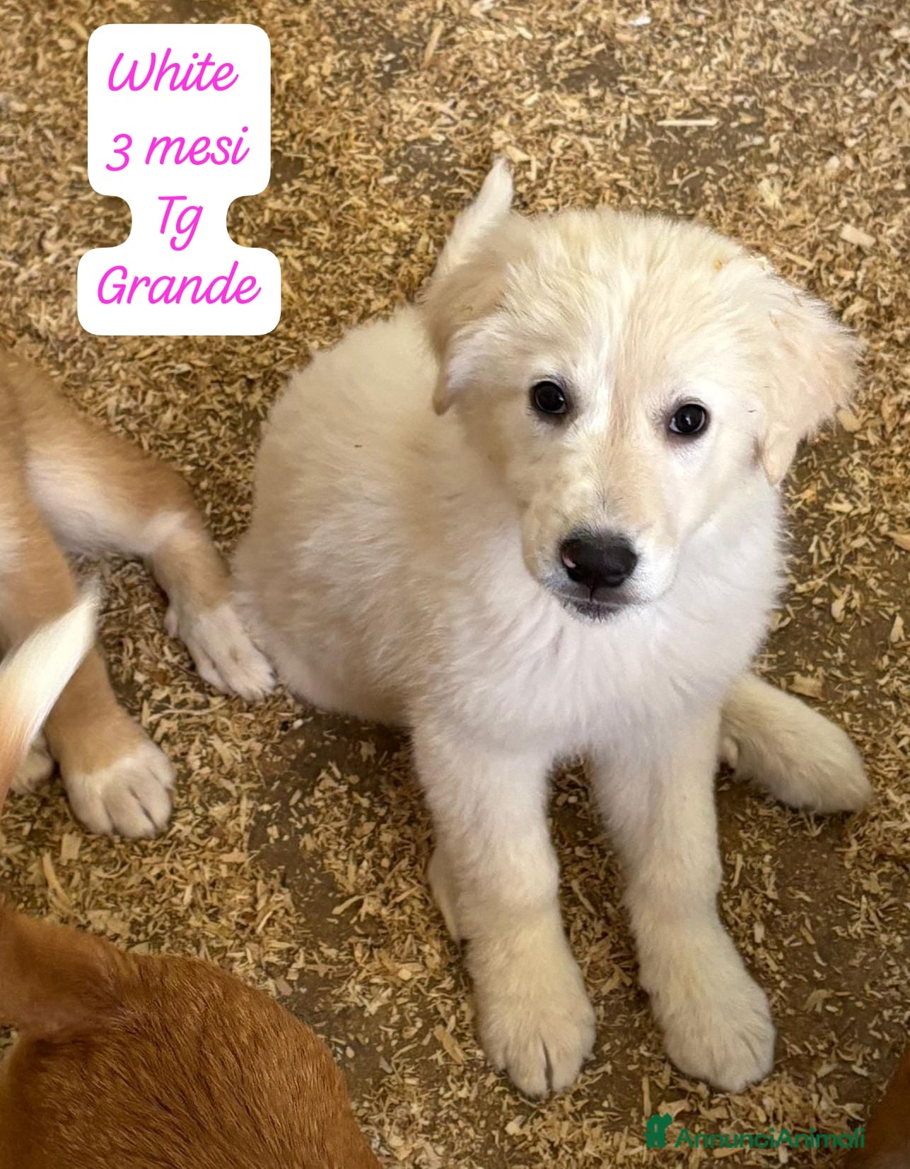 Meticcio cani in regalo: Meticci dimenticati da tutti  a Provincia di Pavia - Annuncio 9
