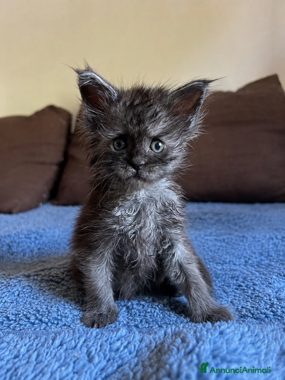 Maine Coon gatti in vendita: Maine Coon maschio pedigree Anfi - Annuncio 26