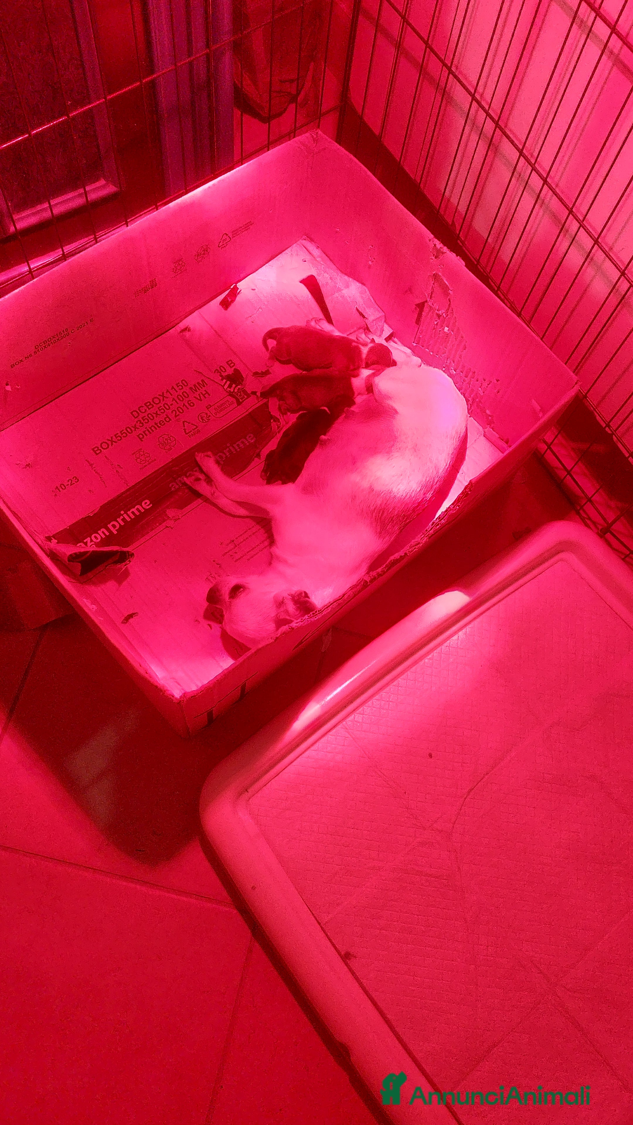 Chihuahua cani Chihuahua nano - Annuncio 2