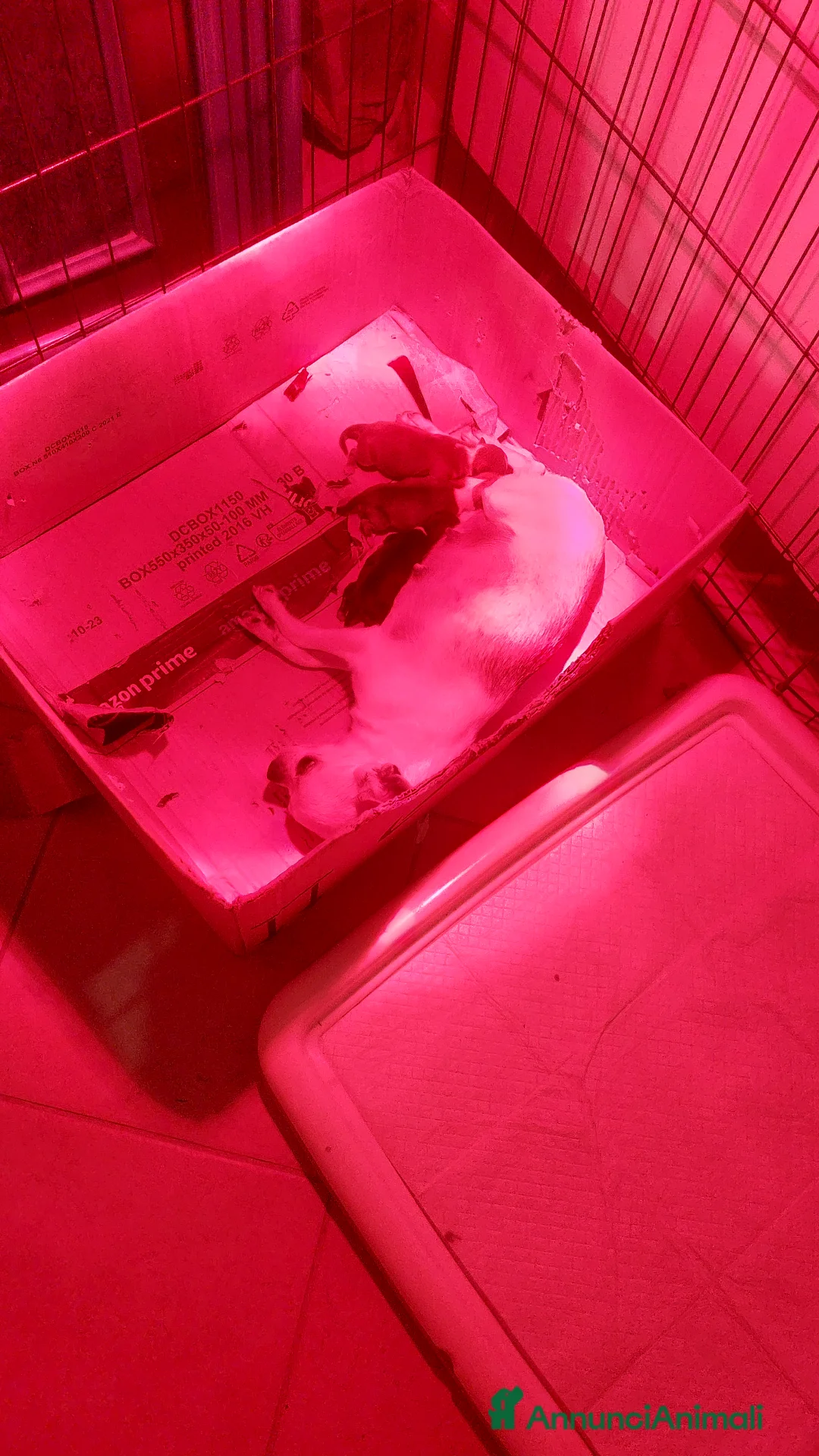 Chihuahua cani in vendita: Chihuahua nano - Annuncio 2