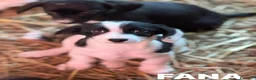 Meticcio cani in regalo: 8 super CUCCIOLI tg PICCOLA cercano amore! - Annuncio 9