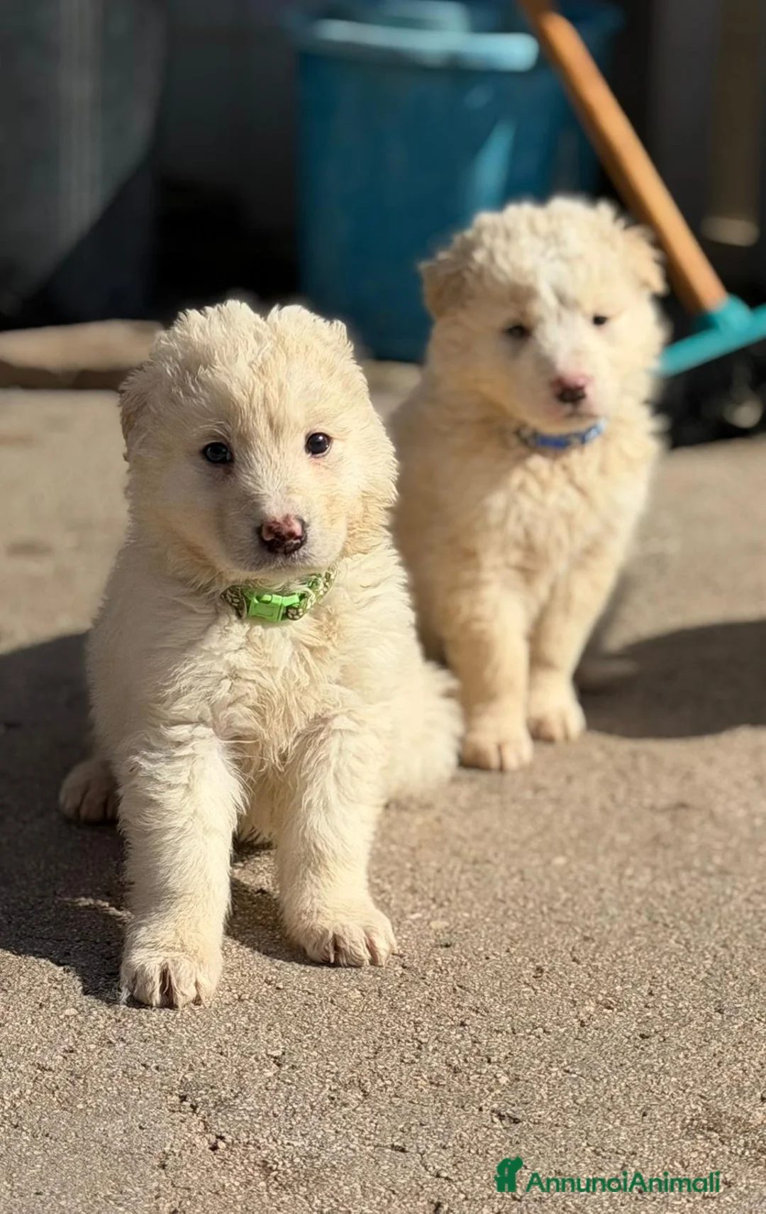 Pastore Maremmano cani in regalo: Maremmani cuccioli  a Provincia di Parma - Annuncio 2
