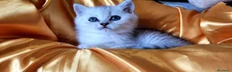 British gatti in vendita: British dolcissimo, alta genealogia KIT REGALO - Annuncio 6