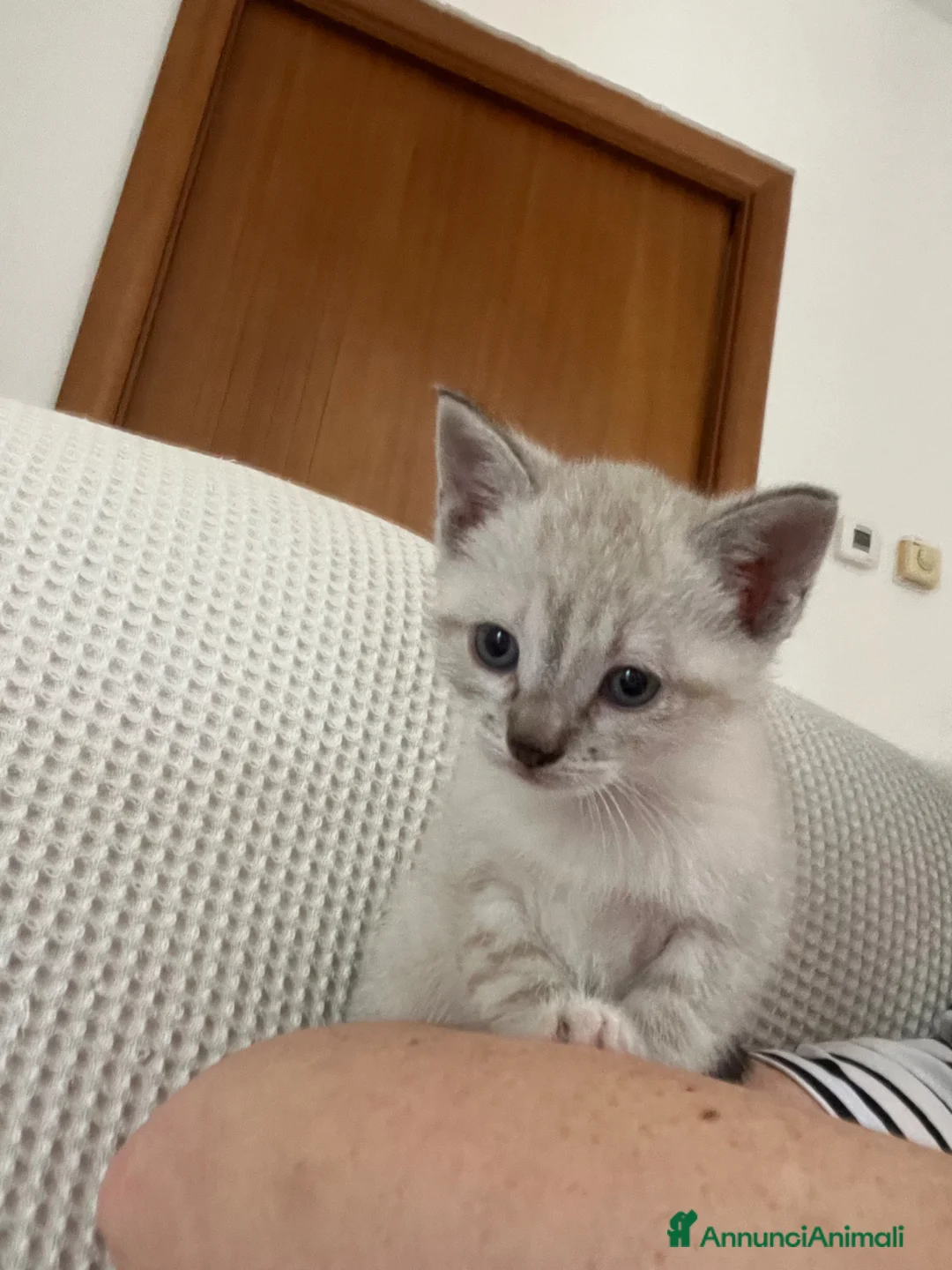 Siamese gatti in vendita: Gattina siamese di 1 mese circa  - Annuncio 1