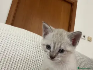 Siamese gatti Gattina siamese di 1 mese circa - Annuncio 1