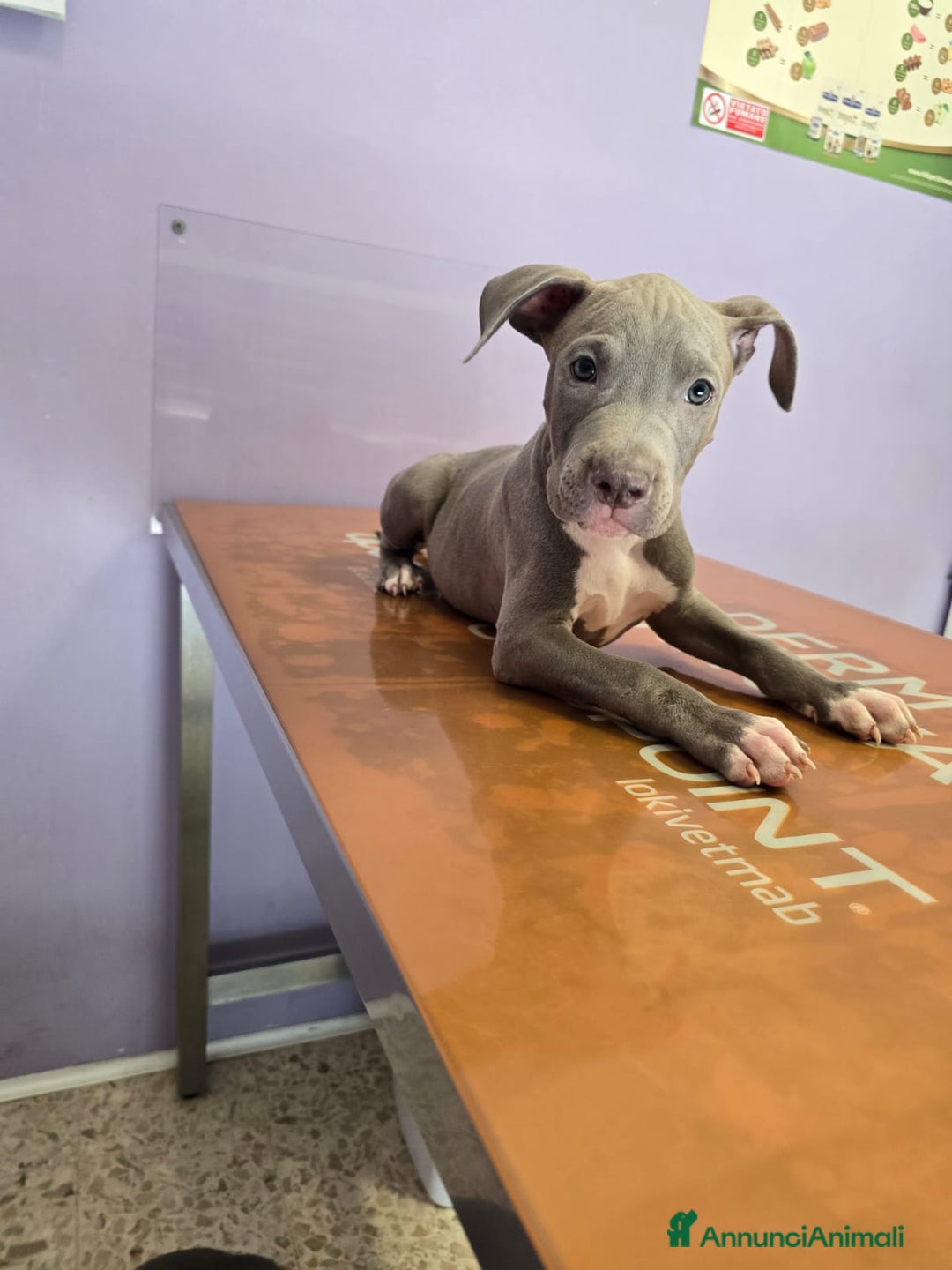 American Staffordshire cani in vendita: Cuccioli di Americanstaffordshire Terrier Bluenose a Città metropolitana di Roma Capitale - Immagine 4