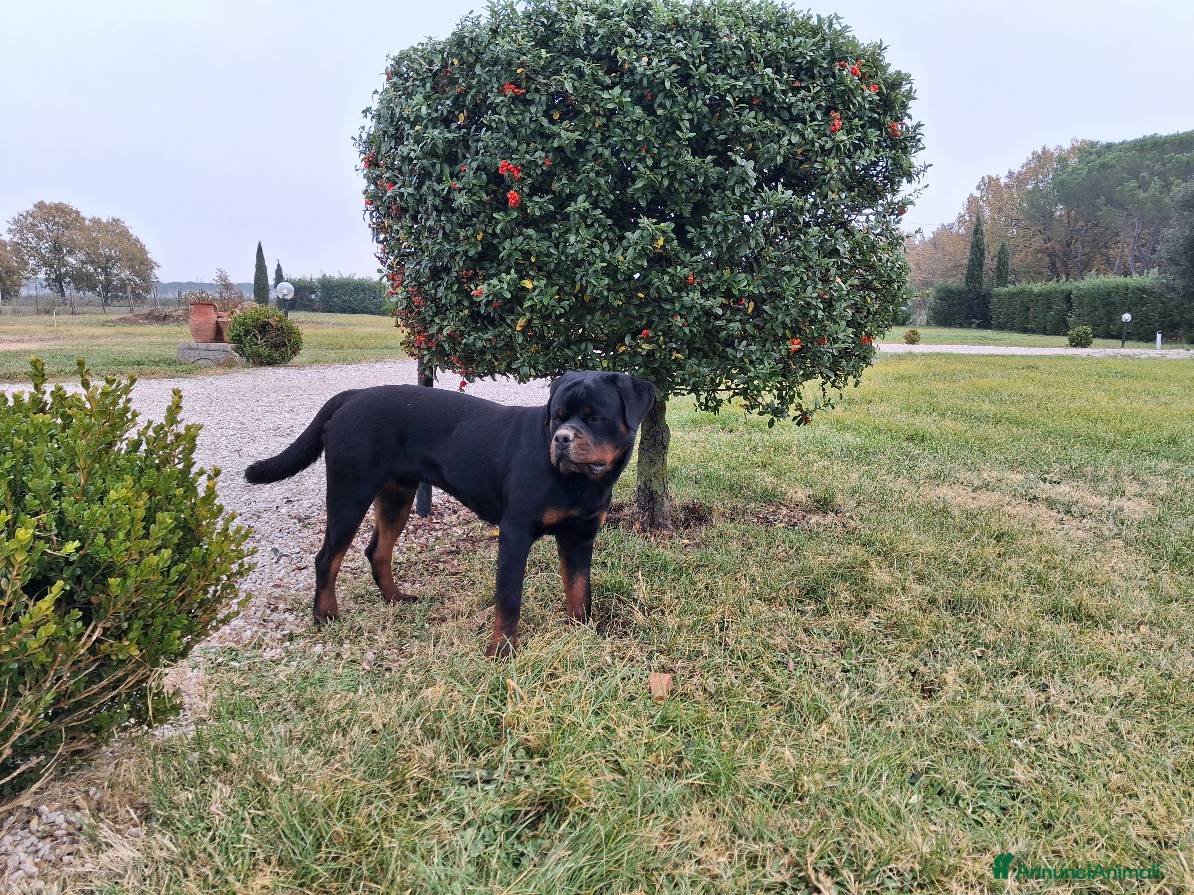 Rottweiler cani Rottweiler - Annuncio 5