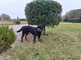 Rottweiler cani Rottweiler - Annuncio 5