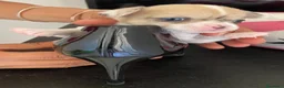 Chihuahua cani in vendita: Chihuahua cuccioli - Annuncio 6