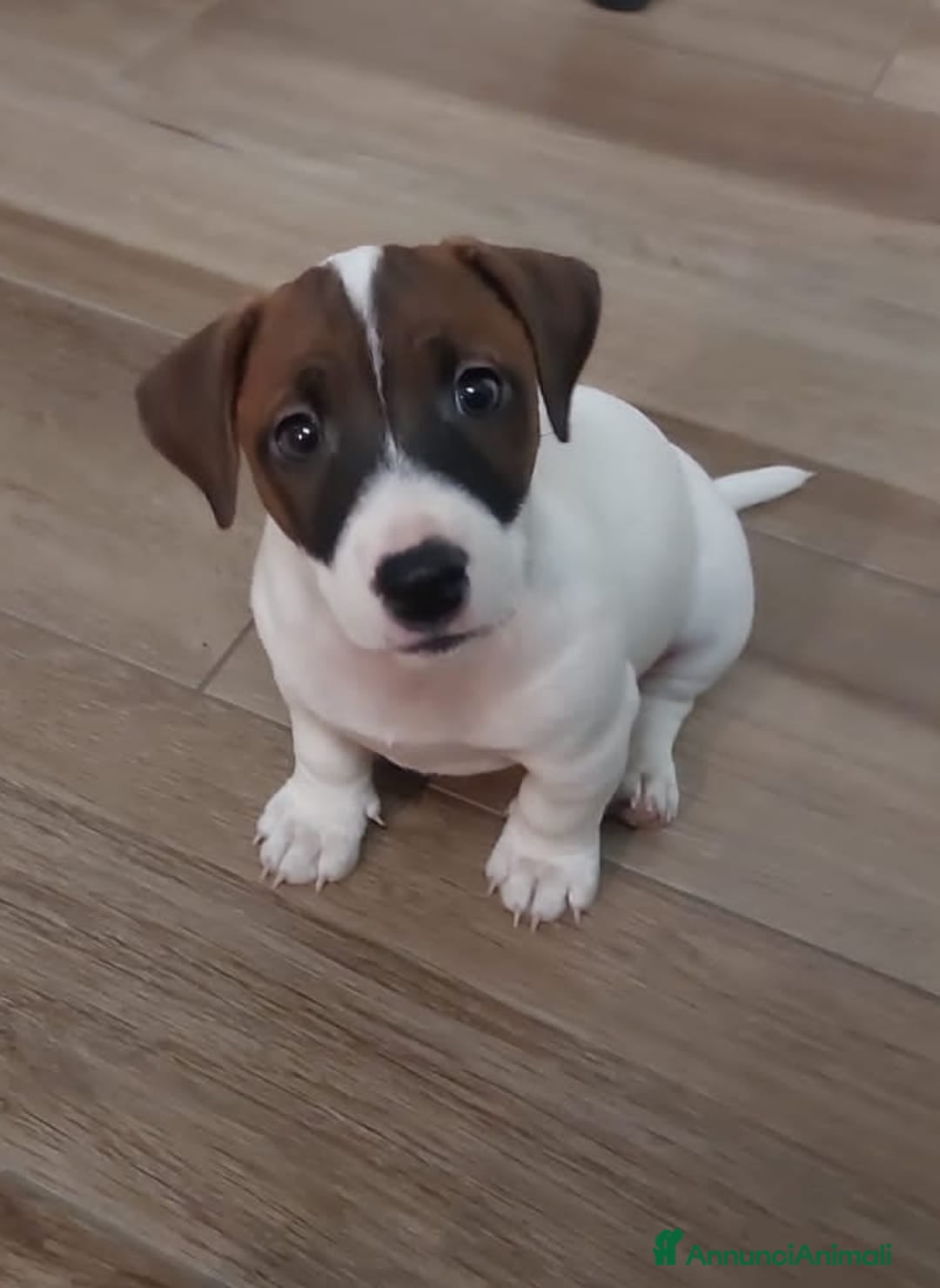 Jack Russell cani per accoppiamento: Filippo per accoppiamento.  a Città Metropolitana di Torino - Annuncio 4