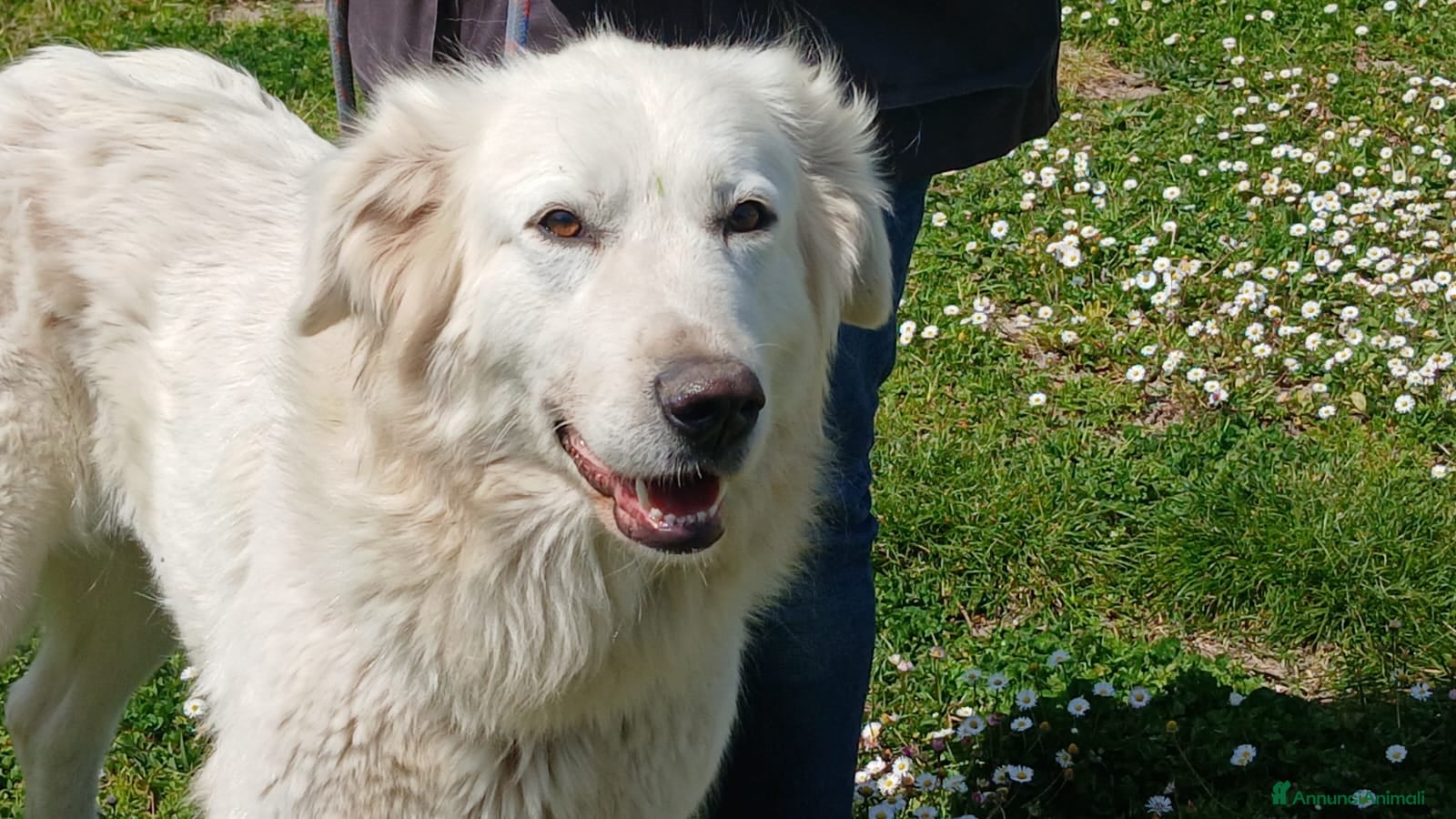 Meticcio cani DILETTA LA BONTA' ASSOLUTA CERCA ADOZIONE - Annuncio 5