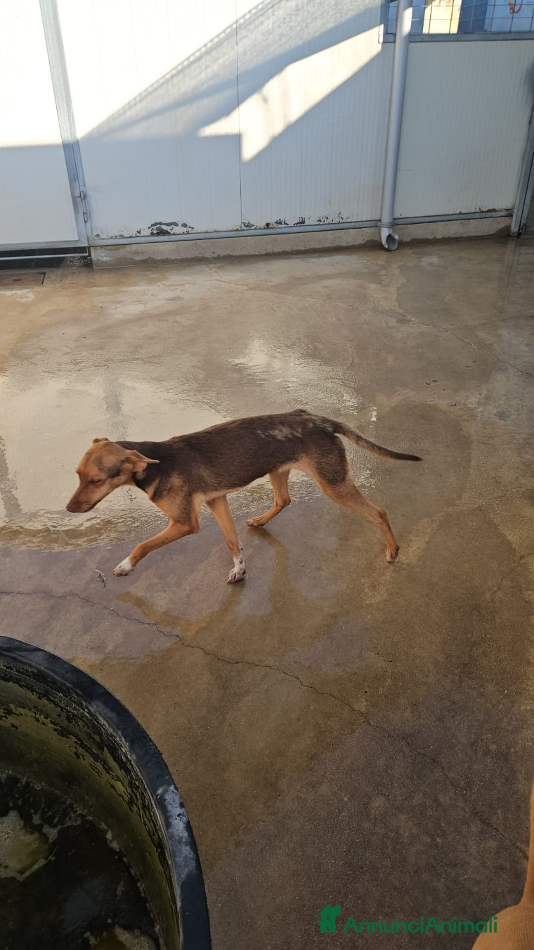 Meticcio cani in regalo: Lupo: cucciolotto taglia piccola socievole  a Città Metropolitana di Genova - Annuncio 15