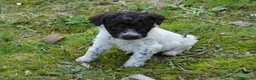 Lagotto cani in vendita: Lagotto Romagnolo a Provincia di Terni - Annuncio 5