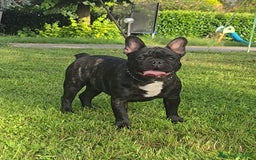 Bulldog Francese cani in vendita: Buldog Francese  - Immagine 1